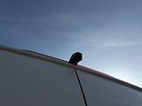 Volkswagen Crafter L3H3 2.0 TDI 103 kW 6° MP - náhled 27