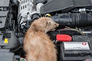 Najít kunu v motoru je pro řidiče pohroma. Kabely dokáže překousat hravě.