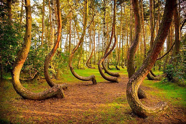 Křivý les v Polsku mate vědce i veřejnost., zdroj: Shutterstock