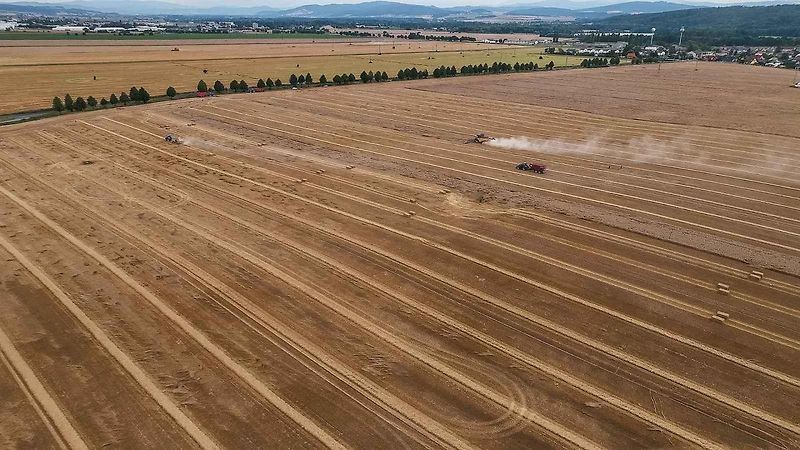 Až sto tun obilí za hodinu dokáže sklidit nový kombajn CR11 firmy New Holland.