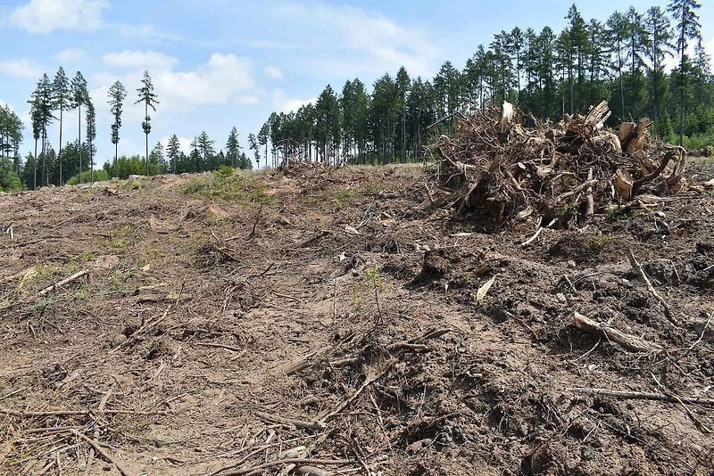Na trase D11 Jaroměř - Trutnov skončilo kácení dřevin.