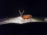 Jaro je tím obdobím, kdy ke střetu aut se zvěří dochází nejčastěji. Proto by řidiči měli být obezřetní, zejména pak v úsecích, kde na tuto možnost upozorňuje dopravní značení.