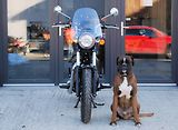 Royal Enfield Meteor 350 (2026) 350 Meteor BROWN - náhled 7