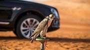 Bentley Bentayga Falconry.