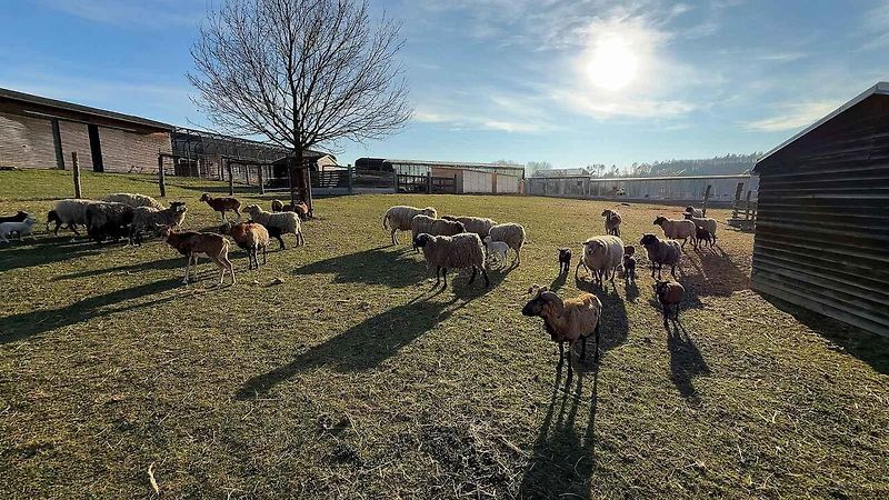 Malá auta, velká srdce. Smarťáci navštívili jarní Vlašim a adoptovali mývala