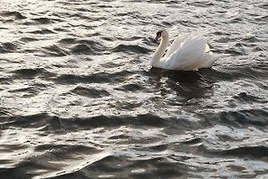 Labuť na Vltavě v Praze Podolí