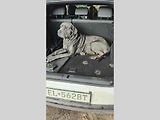 A do kufru se vejde i malý kůň, nebo cane corso