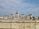V doprovodu své border kolie Corey podnikl Slávek Král už dvakrát cestu kolem světa