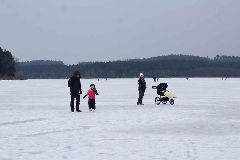 U Horní Plané se na zamrzlém Lipně vesele bruslí. Sem tam tudy ale na druhý břeh přejede i auto. Jen o pár set metrů dál přitom stále jezdí přívoz.