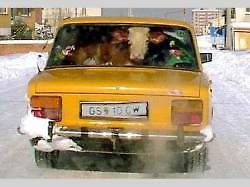 Nejvtipněji naložené vozy na silnicích. Nákladem je vše, co si zamanete.