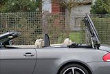 BMW Řada 6 635d / 210 kW / Cabrio - náhled 41