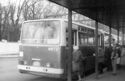 Kloubový Ikarus 280.08 na autobusovém terminálu u stanice metra Želivského na lince 213.