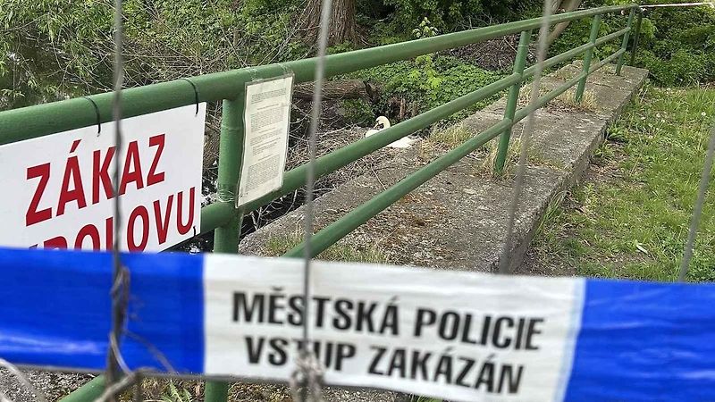 Labutí samec vidí v odrazu svého soka.