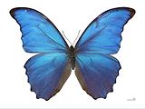 Motýl Morpho didius.