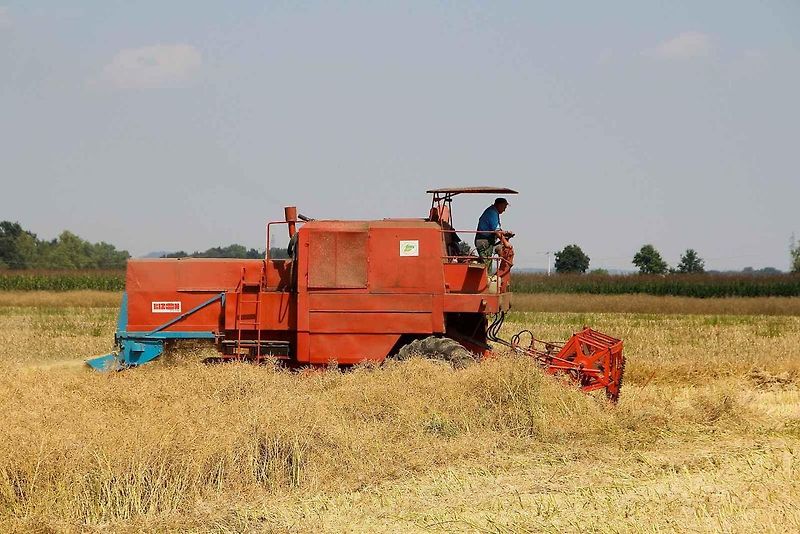 Zvuk motoru při vyšších otáčkách nebo tvar připomínající bizona, vynesly kombajnům značky Bizon titul skutečné legendy polského venkova. Na snímku je model Z-056.