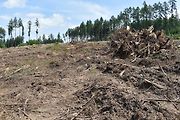 Na trase D11 Jaroměř - Trutnov skončilo kácení dřevin.