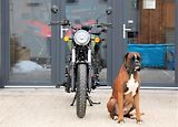Royal Enfield Meteor 350 (2026) 350 Meteor GREEN - náhled 7