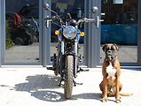 Royal Enfield Meteor 350 (2026) 350 Meteor BLUE - náhled 7