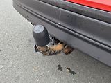 Volkswagen Tiguan Comfortline 1.4 TSi 110 kW - náhled 21