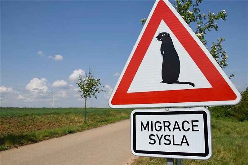 Dopravní značka Pozor, sysel! se vyskytuje na jediném místě v ČR, a sice u přírodní rezervace Mohelenská hadcová step v Kraji Vysočina.