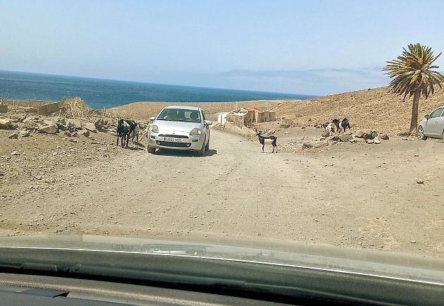 Kozy jsou na ostrově Fuerteventura, což je jeden z Kanárských ostrovů, všudypřítomné., zdroj: Se svolením Jany Benešové