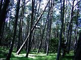 Słowiński národní park je tvořen i lesy.