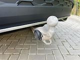 Škoda Kodiaq (2024) SPORTLINE WEBASTO TAŽNÝ DPH - náhled 17