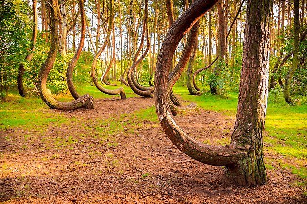 Křivý les v Polsku je vyhledávaným místem turistů., zdroj: Shutterstock