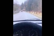 Velké stádo jelenů běžící přes silnici u Starého Města.