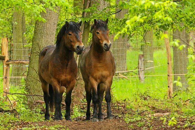 Lokality v Podyjí začali divocí koně z anglického Exmooru spásat v roce 2018., zdroj: Správa NP Podyjí (se svolením)