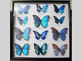 Sbírka motýlů Morpho.