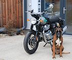 Royal Enfield Continental GT 650 (2026) Interceptor 650 Twin - náhled 9