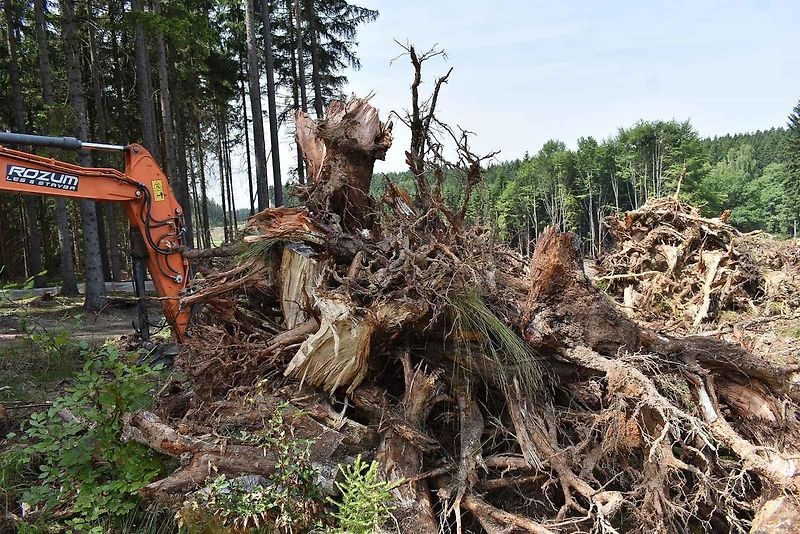 Na trase D11 Jaroměř - Trutnov skončilo kácení dřevin.