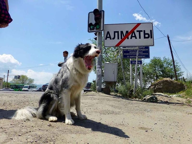 Slávek Král cestuje stopem. V doprovodu své border kolie Corey podnikl už dvakrát cestu kolem světa (Foto: Slávek Král)