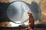 Návštěvu k mostu Rakotzbrücke ocení i váš čtyřnohý miláček.
