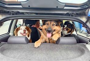 Začíná dovolená s nejlepším přítelem člověka. U nás hned v trojím vydání.