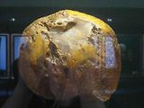 Jeden z největších kusů jantarů na světě, který je k vidění v Muzeum jantaru v litevském letovisku Palanga.