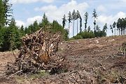 Na trase D11 Jaroměř - Trutnov skončilo kácení dřevin.