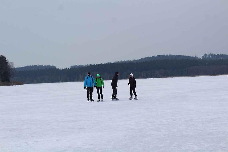 U Horní Plané se na zamrzlém Lipně vesele bruslí. Sem tam tudy ale na druhý břeh přejede i auto. Jen o pár set metrů dál přitom stále jezdí přívoz.