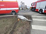 Řidič nezvládl rychlou jízdu a vyletěl z dálničního sjezdu, prorazil svodidla a zastavil se až o keře.