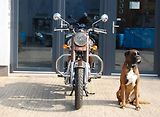 Royal Enfield Classic 350 (2026) BROWN - náhled 7