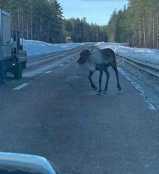 Letošní ročník Rallye The Baltic Sea Circle – Winter Edition jede i česká posádka z Teplicka. Na cestě ji doprovází pohádková postavička populárního krtečka.