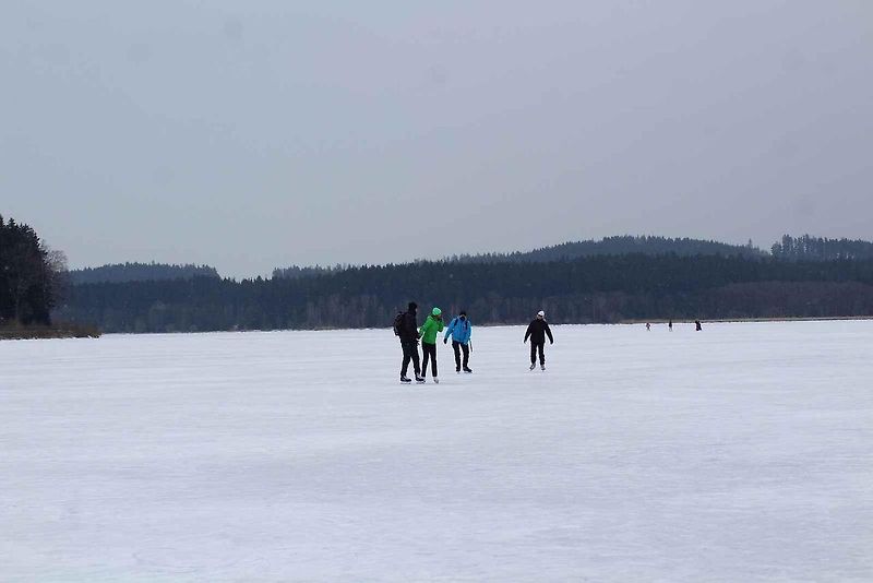 U Horní Plané se na zamrzlém Lipně vesele bruslí. Sem tam tudy ale na druhý břeh přejede i auto. Jen o pár set metrů dál přitom stále jezdí přívoz.