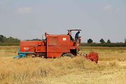 Sklízecí mlátička nebo-li kombajn Bizon Z-056 vyfotografovaný při práci v roce 2013.