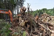 Na trase D11 Jaroměř - Trutnov skončilo kácení dřevin.
