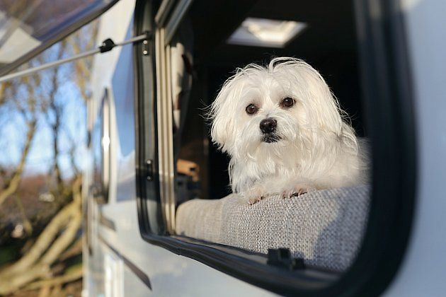 Nikdy nenechávejte psa v karavanu samotného., zdroj: Shutterstock