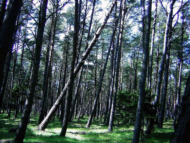 Łącka góra je to nejvyšší duna na polském pobřeží Baltu.
