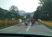 Roadtrip na Balkán: Krávy při průjezdu národním parkem Sutjeska