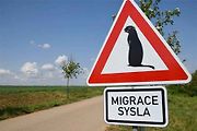 Dopravní značka Pozor, sysel! se vyskytuje na jediném místě v ČR, a sice u přírodní rezervace Mohelenská hadcová step v Kraji Vysočina.