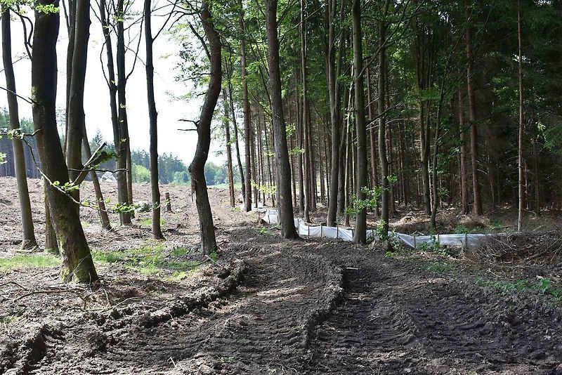 Na trase D11 Jaroměř - Trutnov skončilo kácení dřevin.